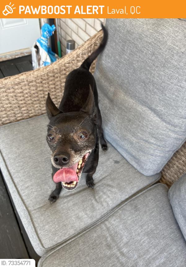 Found/Stray Male Dog last seen Rue Anvers, Laval, QC 
