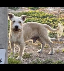 Lost Male Dog last seen 2nd St and El Rancho Rd, McAllen, TX 78503