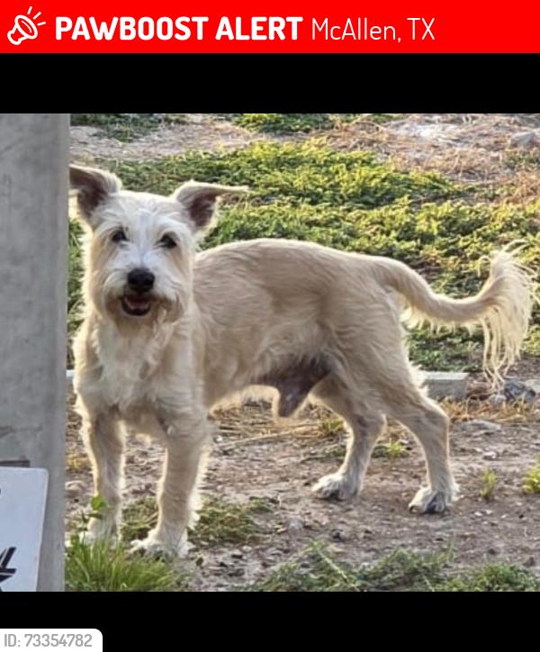 Lost Male Dog last seen 2nd St and El Rancho Rd, McAllen, TX 78503
