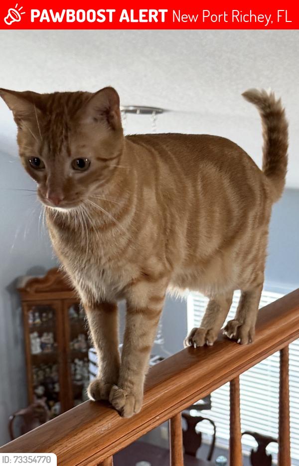 Lost Male Cat last seen River Crossing Blvd, New Port Richey, FL 34655