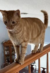 Lost Male Cat last seen River Crossing Blvd, New Port Richey, FL 34655