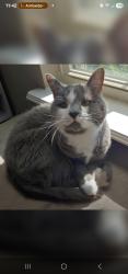 Lost Female Cat last seen Scoria and Mercasite in Stones Crossing on Concord behind Wal-Mart, Lafayette, IN 47909