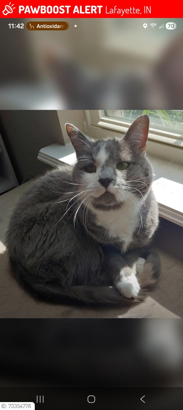 Lost Female Cat last seen Scoria and Mercasite in Stones Crossing on Concord behind Wal-Mart, Lafayette, IN 47909