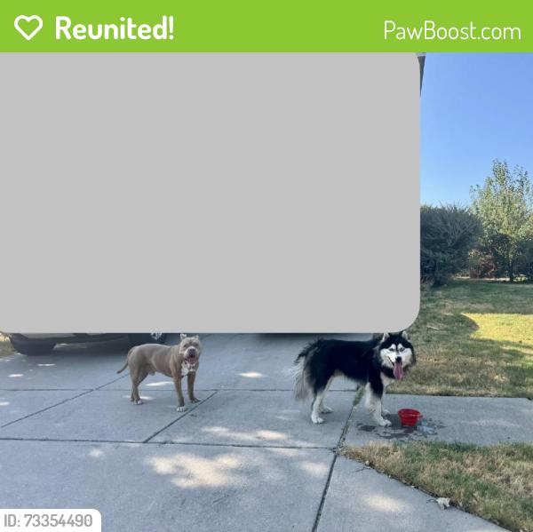 Reunited Male Dog last seen Paloma Creek, Little Elm, TX, USA, Little Elm, TX 76227