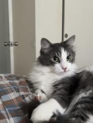 Reunited Male Cat last seen 28th street N, St. Petersburg, FL 33713