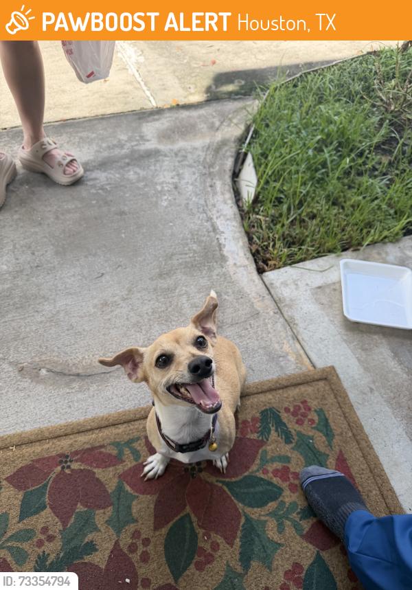 Found/Stray Male Dog last seen Found on modesto dr, Houston, TX 77083