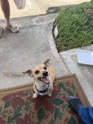 Found/Stray Male Dog last seen Found on modesto dr, Houston, TX 77083