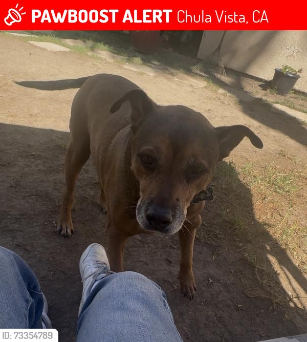 Lost Male Dog last seen Near caminito lucca, Chula Vista, CA 91915