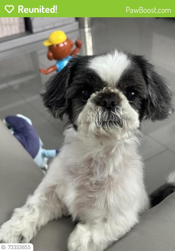Reunited Male Dog last seen Coral Springs Dr, Coral Springs, FL 33065