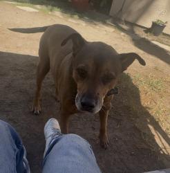 Lost Male Dog last seen Near caminito lucca, Chula Vista, CA 91915