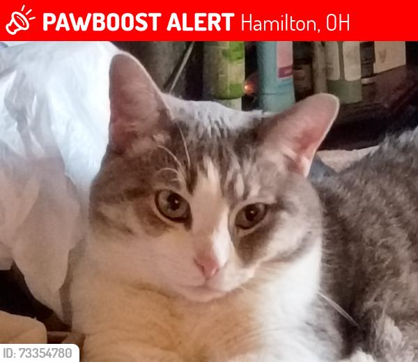 Lost Female Cat last seen Poplar, Hamilton, OH 45011