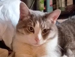 Lost Female Cat last seen Poplar, Hamilton, OH 45011