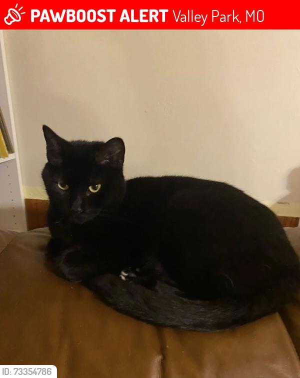Lost Female Cat last seen Highland Village Dr, Valley Park MO 63088, Valley Park, MO 63088