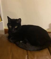 Lost Female Cat last seen Highland Village Dr, Valley Park MO 63088, Valley Park, MO 63088
