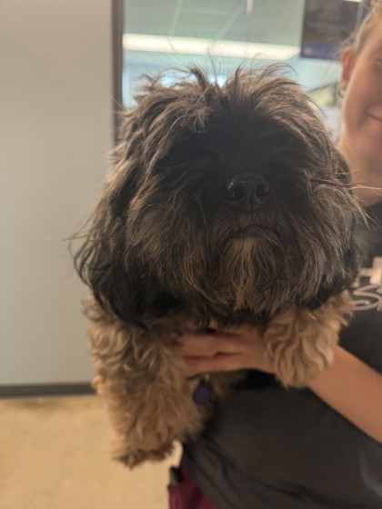 Shelter Stray Unknown Dog last seen Near Maple Street, City of Eau Claire, WI, 3900 Old Town Hall Rd, Eau Claire, WI 54701, USA