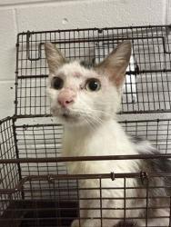 Shelter Stray Female Cat last seen Near Candlewood Dr., Knox County GP, TN, 3201 Division St, Knoxville, TN 37919, USA