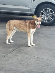 Found/Stray Male Dog last seen Zarzamora and 410, San Antonio, TX 78211