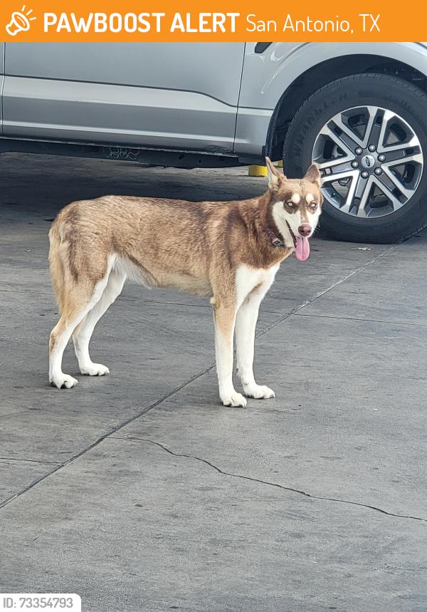 Found/Stray Male Dog last seen Zarzamora and 410, San Antonio, TX 78211