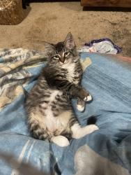 Lost Female Cat last seen Right by San Juan highschool + greenback, Citrus Heights, CA 95610