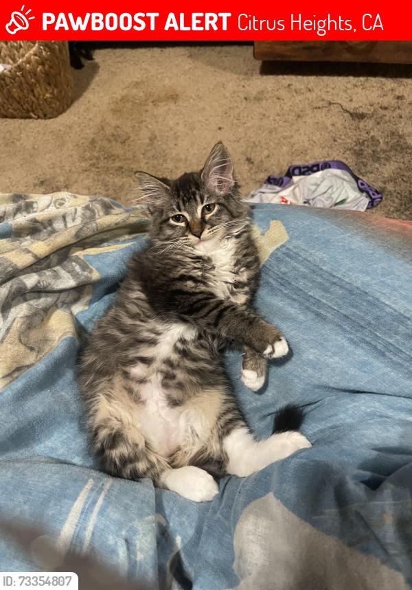 Lost Female Cat last seen Right by San Juan highschool + greenback, Citrus Heights, CA 95610