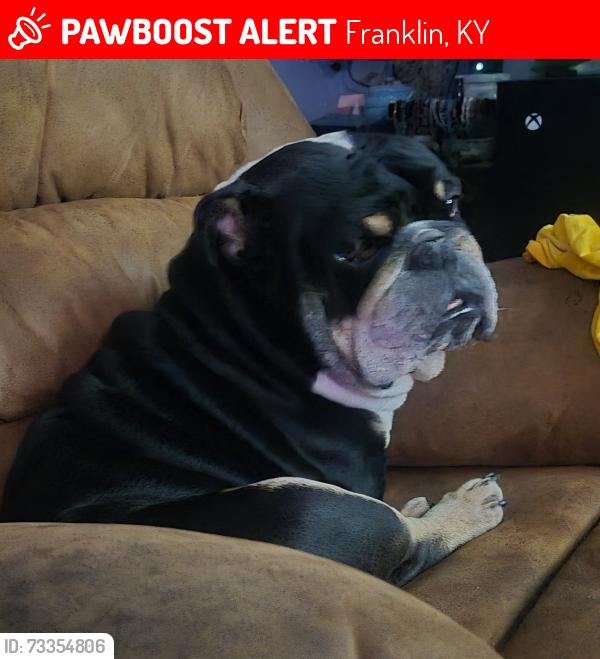 Lost Male Dog last seen HC Smith Rd, Franklin, KY 42134