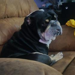 Lost Male Dog last seen HC Smith Rd, Franklin, KY 42134