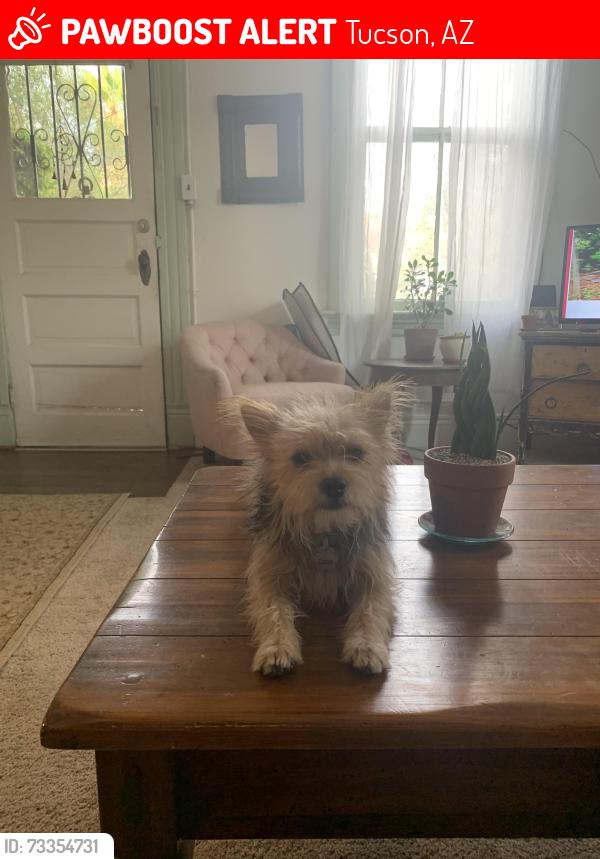 Lost Female Dog last seen Railroad Avenue & 4th Avenue Tucson, AZ, Tucson, AZ 85701