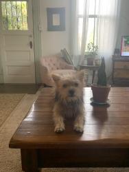 Lost Female Dog last seen Railroad Avenue & 4th Avenue Tucson, AZ, Tucson, AZ 85701
