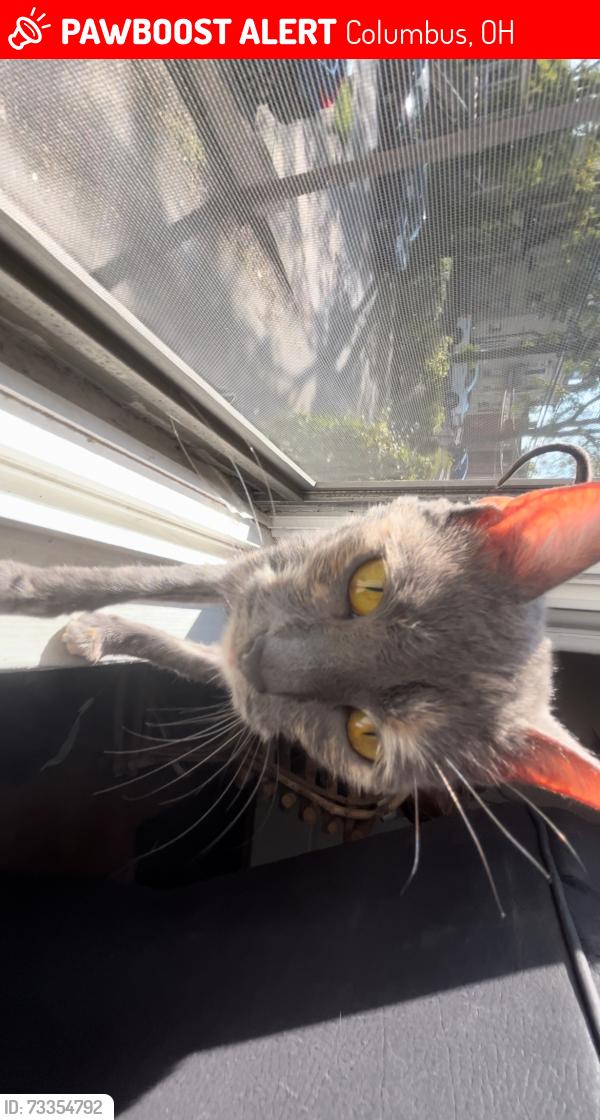 Lost Female Cat last seen Near williams st, Columbus, OH 43202