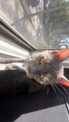 Lost Female Cat last seen Near williams st, Columbus, OH 43202