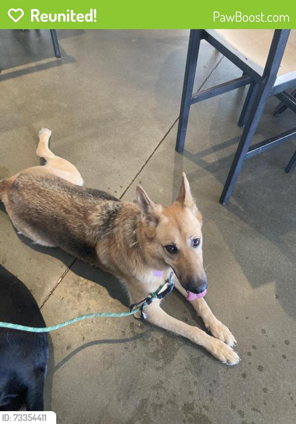 Reunited Female Dog last seen Old Marshall Hwy, Woodfin, NC 28804