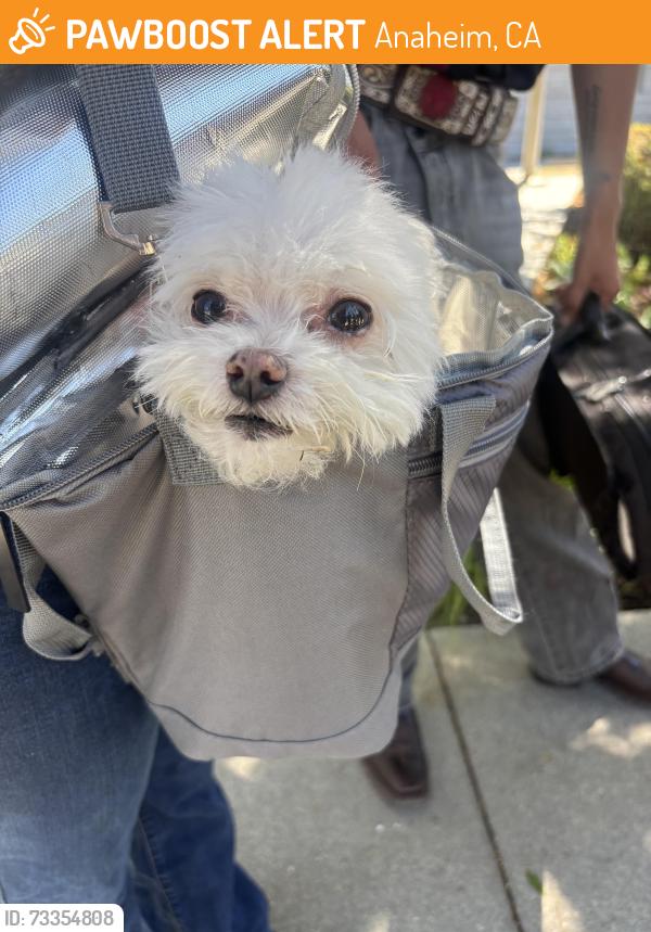 Found/Stray Female Dog last seen Park Vista MH, Anaheim, CA 92806
