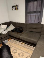 Reunited Female Dog last seen Smythe st, Pelzer, SC 29669