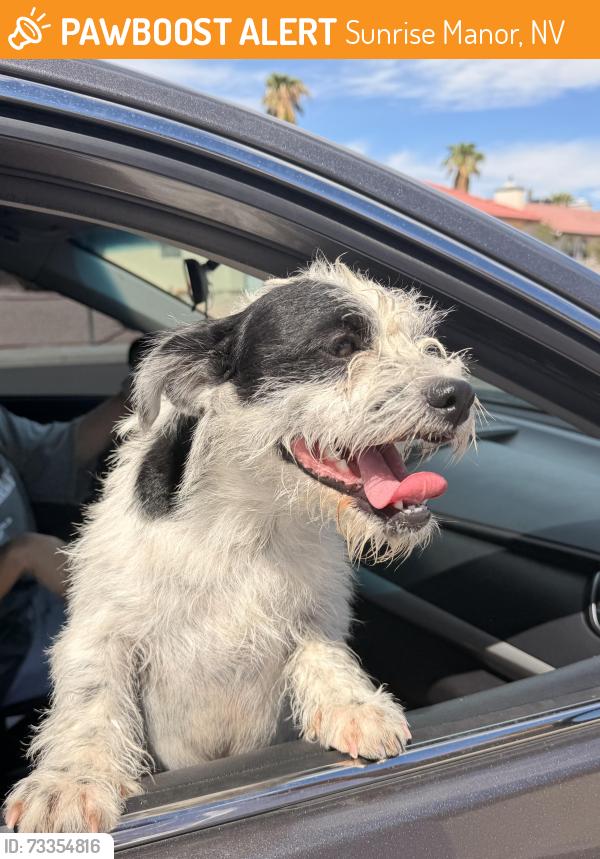 Found/Stray Male Dog last seen Near Key Colony Dr, Sunrise Manor, NV 89156