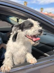 Found/Stray Male Dog last seen Near Key Colony Dr, Sunrise Manor, NV 89156