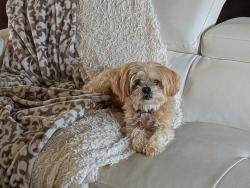 Reunited Female Dog last seen Osborne Lane and Beaver Street Sewickley PA, Sewickley, PA 15143