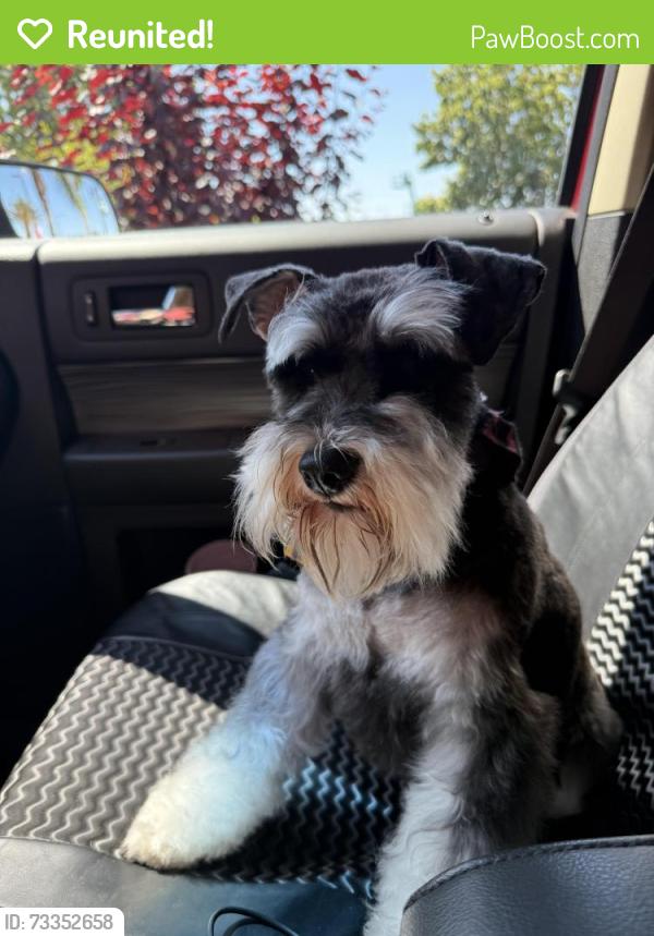 Reunited Female Dog last seen 78th Ave & International blvd, Oakland, CA 94621