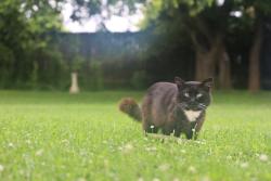 Lost Male Cat last seen Splitrail and Foxcroft, Murfreesboro, TN 37128