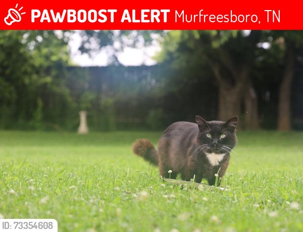 Lost Male Cat last seen Splitrail and Foxcroft, Murfreesboro, TN 37128