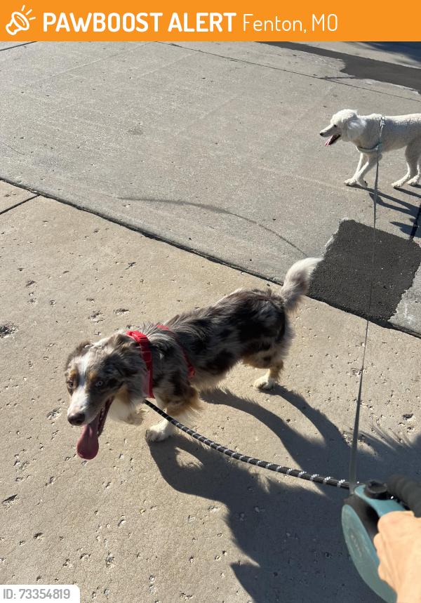 Found/Stray Male Dog last seen Bowles Fenton, Fenton, MO 63026