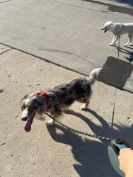 Found/Stray Male Dog last seen Bowles Fenton, Fenton, MO 63026