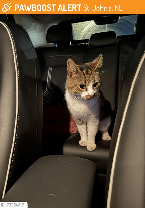 Found/Stray Male Cat last seen Parking lot of the strip mall, St. John's, NL 