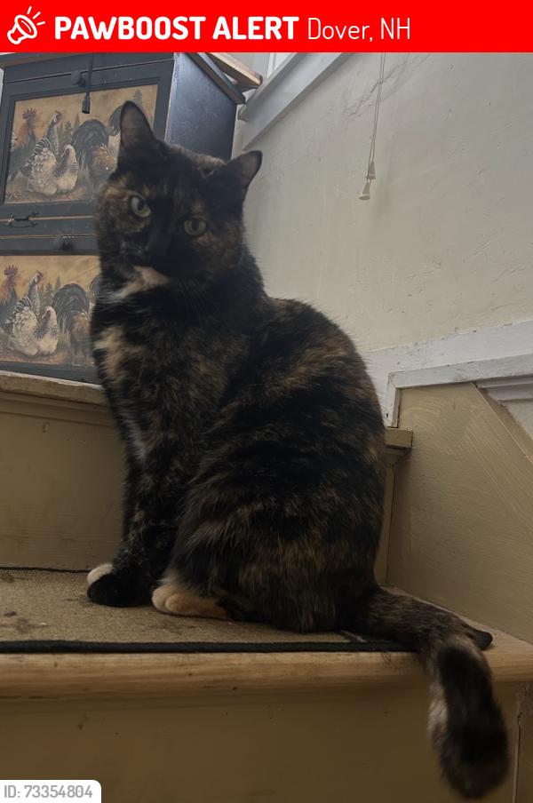 Lost Female Cat last seen Locust street, Monroe st, and near Dover children’s home, Dover, NH 03820