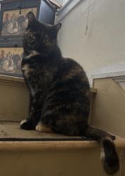 Lost Female Cat last seen Locust street, Monroe st, and near Dover children’s home, Dover, NH 03820