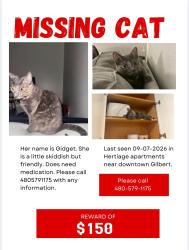 Lost Female Cat last seen Guadalupe and Gilbert, Gilbert, AZ 85233