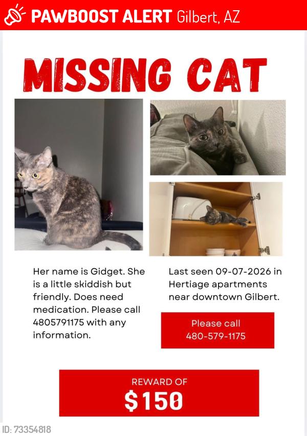 Lost Female Cat last seen Guadalupe and Gilbert, Gilbert, AZ 85233