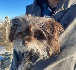 Lost Female Dog last seen Atrisco Dr SW & Amalia Rd SW, Albuquerque, NM 87105