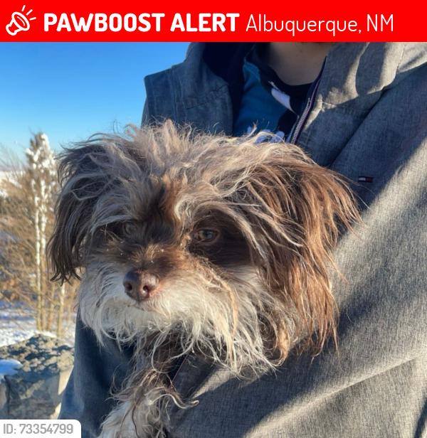 Lost Female Dog last seen Atrisco Dr SW & Amalia Rd SW, Albuquerque, NM 87105