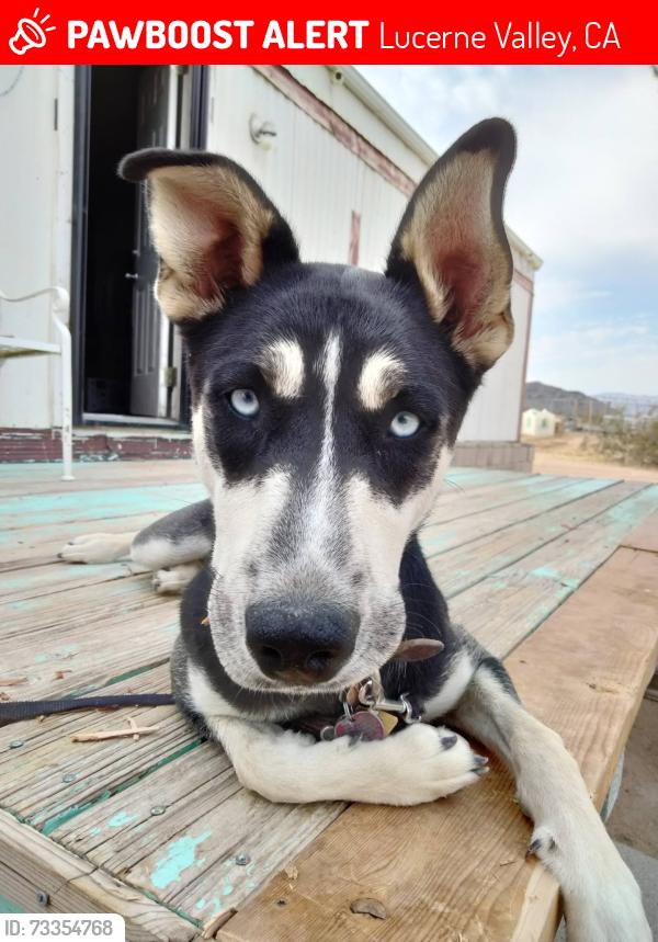 Lost Female Dog last seen Hobart Rd and camprock Rd, Lucerne Valley, CA 92356