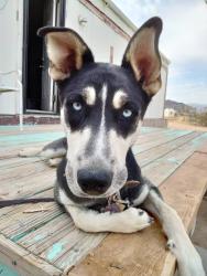 Lost Female Dog last seen Hobart Rd and camprock Rd, Lucerne Valley, CA 92356
